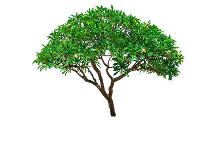 Green Tree isolated at on  background of file with   .の写真素材