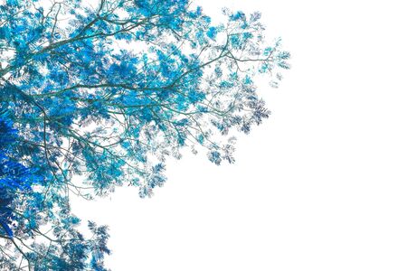 Creative  made beautiful blue leaf tree . Retro blue color tone of  leaf  background .の写真素材