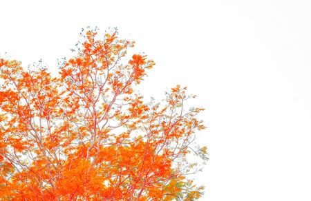 Creative  made beautiful orange leaf tree . Retro orange color tone of  leaf  background .の写真素材