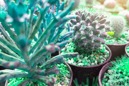 closeup Cactus pattern for Creative Cactus , background .の写真素材