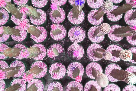 top view closeup Cactus. Fashion pattern. Art Gallery Minimal. Creative  cactus, background .の写真素材