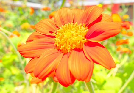 orange flower in the field at morning and green leaf background .の写真素材