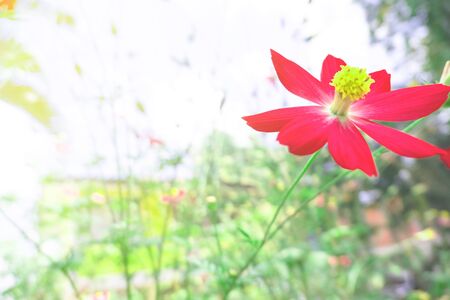 Red flower in the field at morning and green leaf background .の写真素材