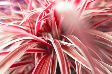 Closeup creative red leaf nature for background .の写真素材