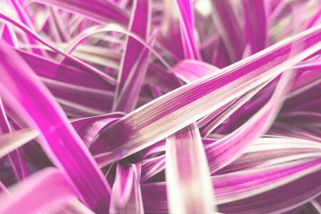 Closeup creative pink leaf nature for background .の写真素材