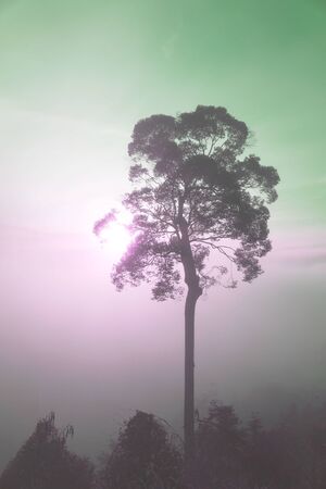 Silhouette trees vintage tone sky background . travel, summer , Fashion pattern.の写真素材