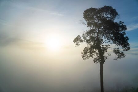 Silhouette trees vintage tone sky background . travel, summer , Fashion pattern.の写真素材