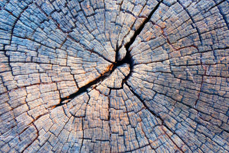 closeup the wood texture background and Wallpaper .の写真素材