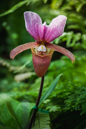 close up Lady Slipper Orchid Paphiopedilum
