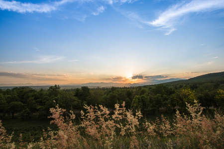 beautiful landscape with Grass flower field at sunset,thailandの写真素材