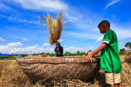 CHIANG MAI,THAILAND,NOVEMBER 25 - Separated from Paddy rice grains with a hitのeditorial素材