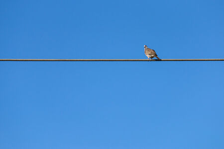 pigeon on an electical wireの写真素材