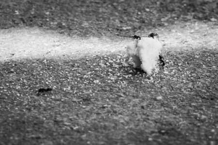 Ants attacking food crumbsの写真素材