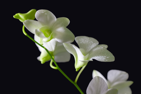 White Orchid On A Black Backgroundの写真素材