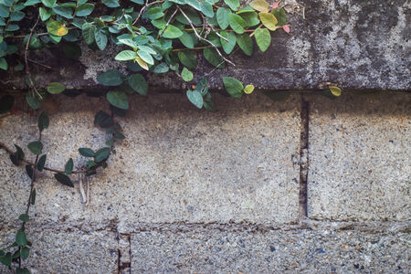 Coatbuttons on wall