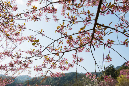 Close up branch of cheery blossom.This picture is located in Khun chang kian, Chiang Mai, Thailandの写真素材