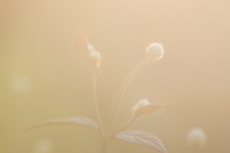 flower plant on summer morning sunriseの写真素材