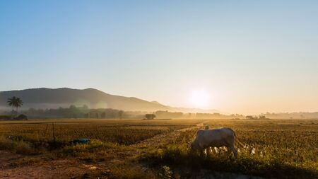Cows grazingの写真素材