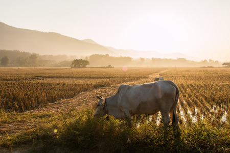 Cows grazingの写真素材