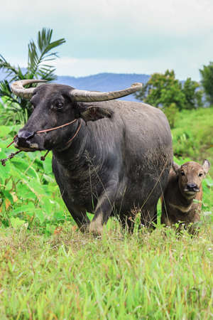 Water buffalo standing on green grassの写真素材