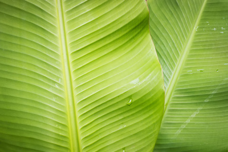 Banana leaves