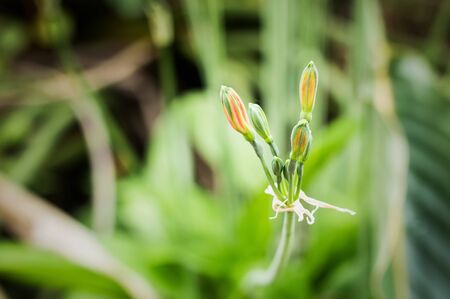Red Flowersの写真素材