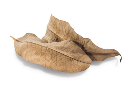 Dry leaf closeup on the white background with clipping path