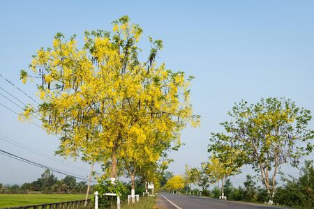 Flower Golden Shower (Cassia fistula) at the roadside.の写真素材
