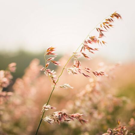 Close up of wildflowers and plants in sunny fieldの写真素材