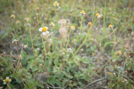 Vintage photo of flower grass field in sunsetの写真素材