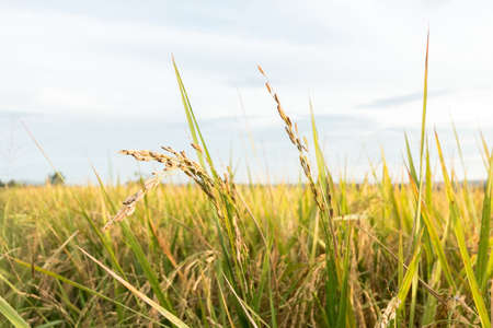 Rice fieldの写真素材