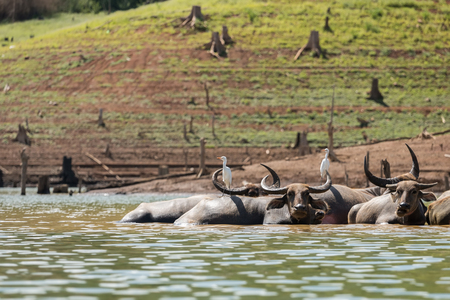water buffalo a dip in the lakeの写真素材