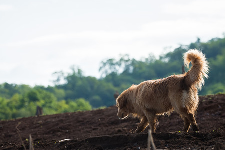 Golden Retriever running happy in the gardenの写真素材