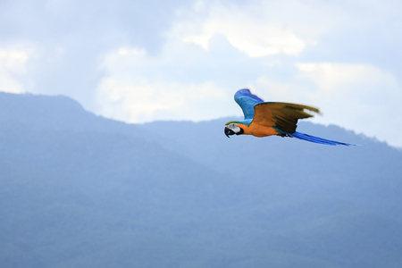Macaws parrots flying in the sky.の写真素材