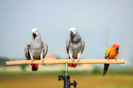 close up of african grey parrot with out of focus foliage backgroundの写真素材