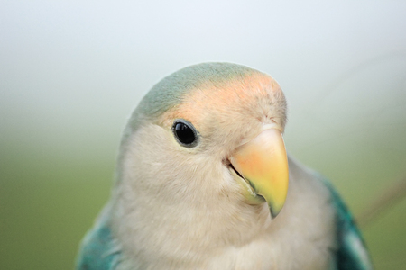 Close up green parrot.の写真素材