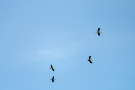 Asian Open-bill stork in flight in the skyの写真素材