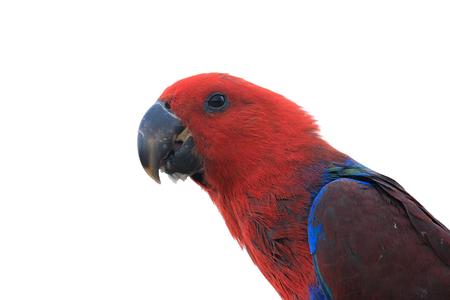 Eclectus Parrot head isolated on white background, clipping pathの写真素材