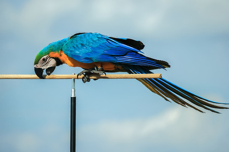 Parrots, macaws branches stand on a blue background.の写真素材