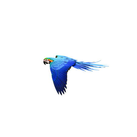 Macaw Parrot isolated on white background with clipping pathの写真素材
