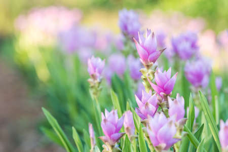 Curcuma alismatifolia or Siam tulip or Summer tulip in the garden nature Thailandの写真素材
