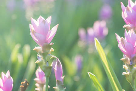 Curcuma alismatifolia or Siam tulip or Summer tulip in the garden nature Thailandの写真素材