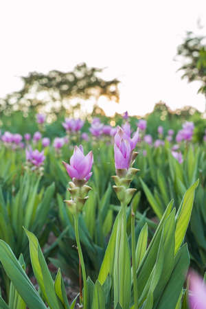 Curcuma alismatifolia or Siam tulip or Summer tulip in the garden nature Thailand