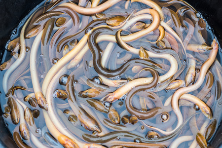 Fresh eels in local Thailand market.の写真素材
