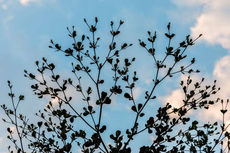Silhouette a tree on the blue sky.の写真素材