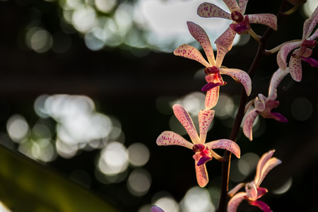 Beautiful white orchid on a black background.の写真素材