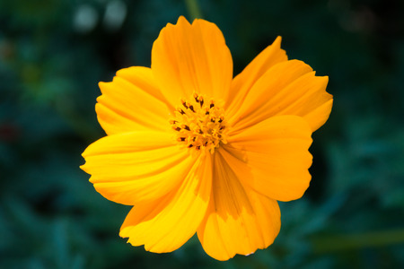 Cosmos flowers blooming in the gardenの写真素材