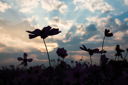 Cosmos flower (Cosmos Bipinnatus) with blurred backgroundの写真素材