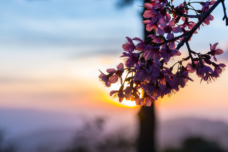 Soft wild Himalayan Cherry flower (Prunus cerasoides),Giant tiger flower in Thailand, selective focusの写真素材