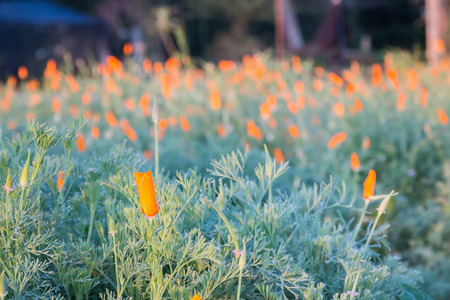 Field of California poppies (Eschscholzia californica) the state flower of californiaの写真素材